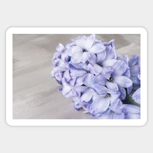 Blue hyacinth flower on cement background Sticker